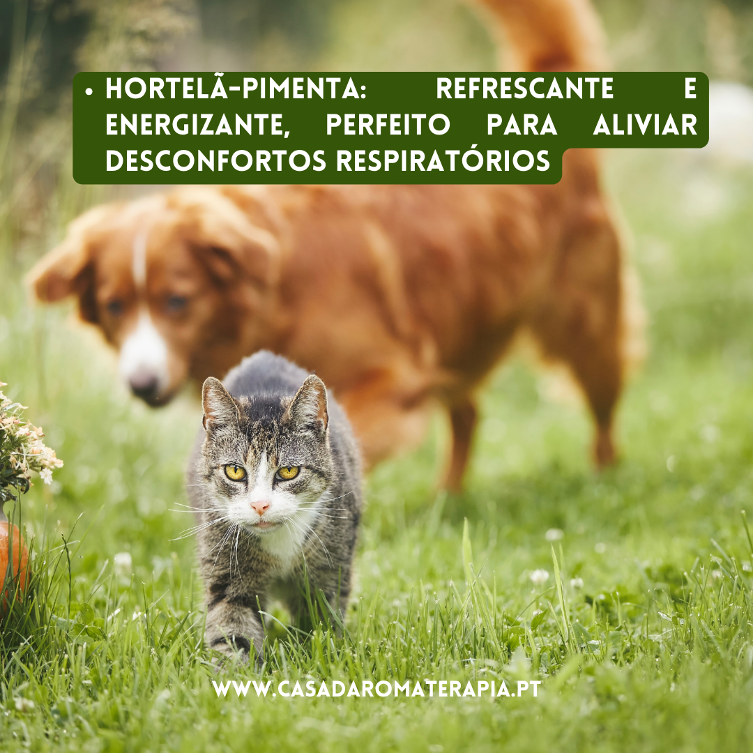 Top 3 Óleos Essenciais: Cães & Gatos