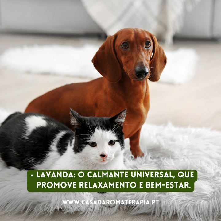 Top 3 Óleos Essenciais: Cães & Gatos