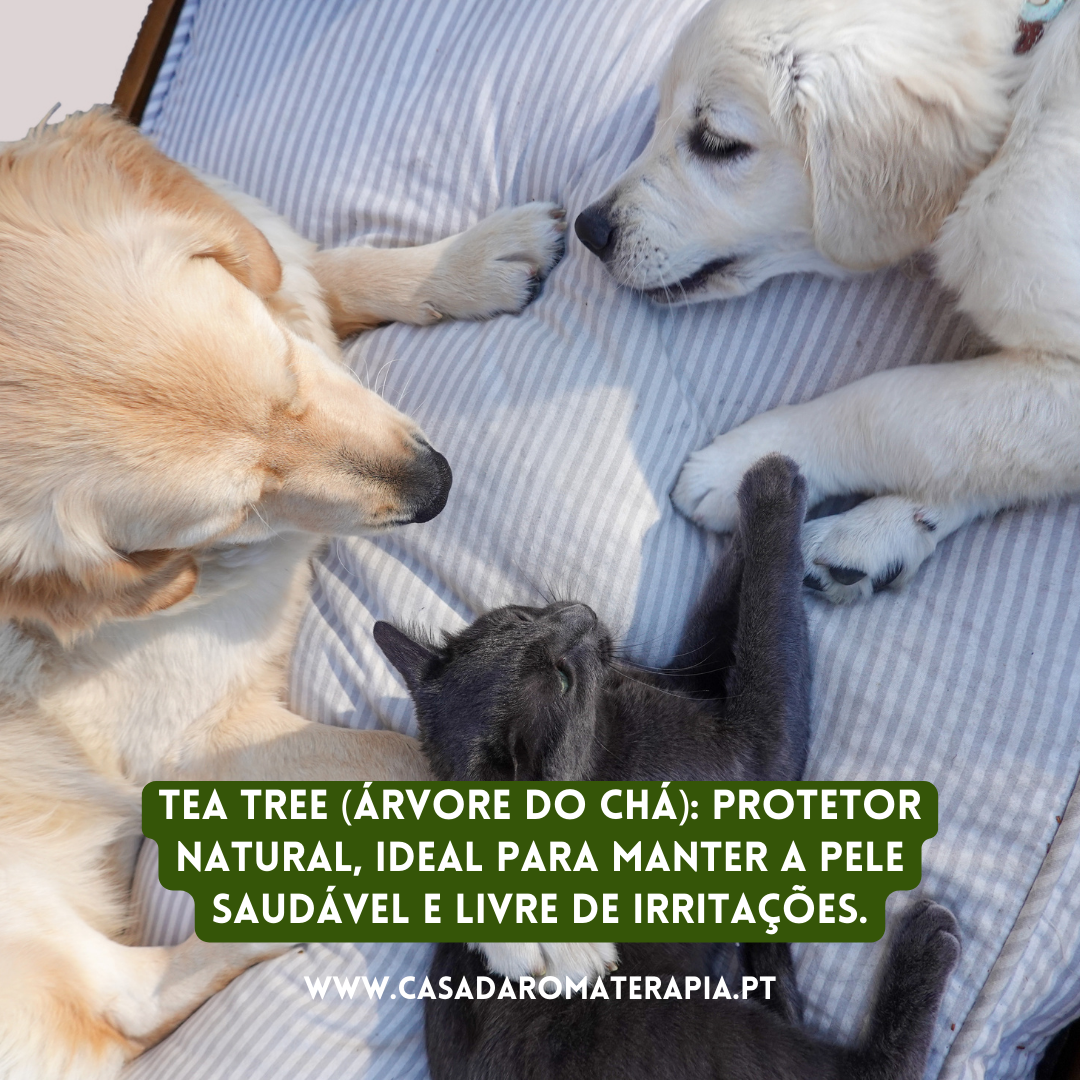 Top 3 Óleos Essenciais: Cães & Gatos