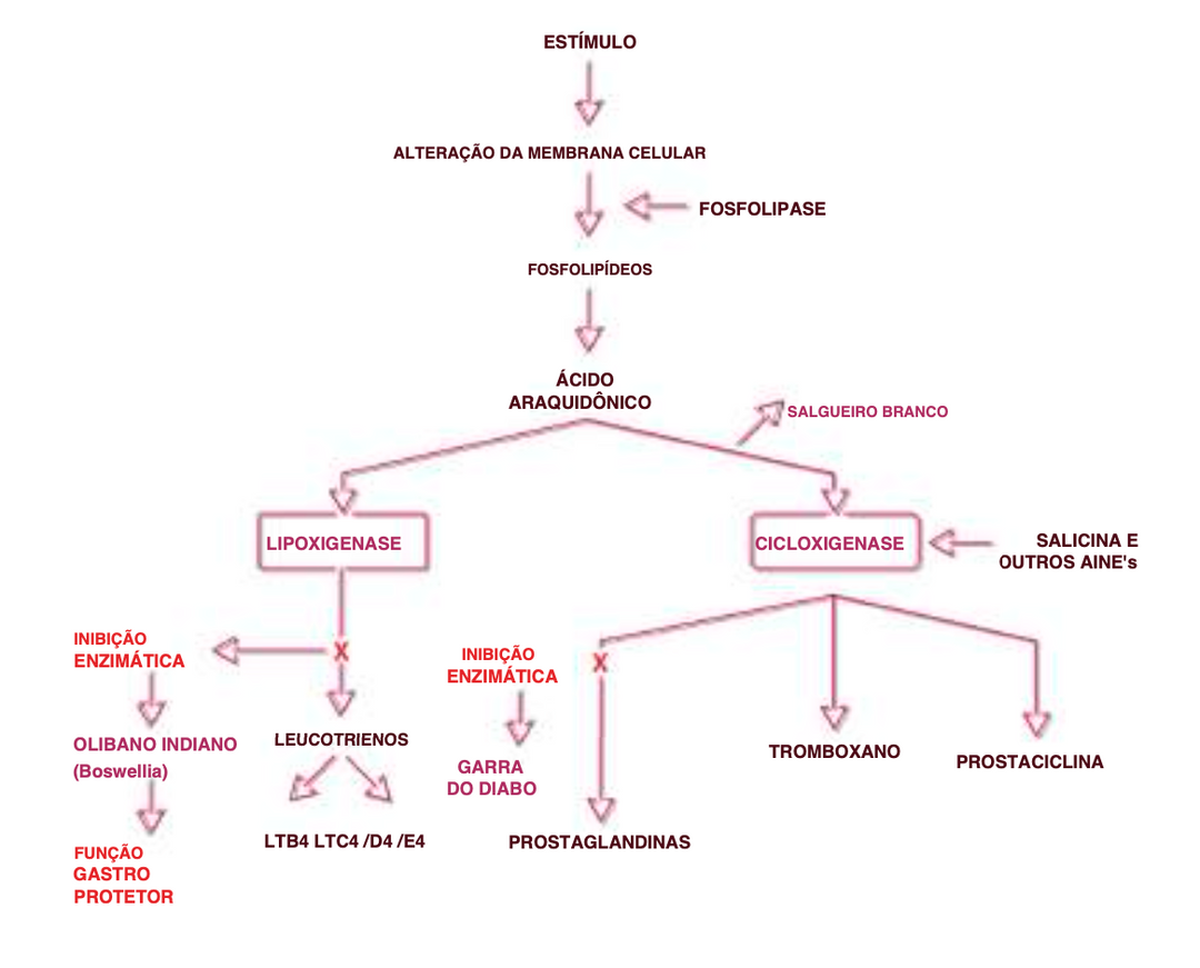 Suplemento Natural - Inflamação Muscular | INFIAVIN 60CPR