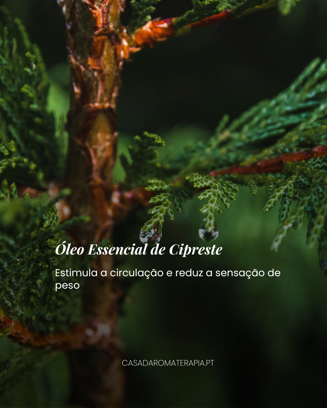 Top 3 Óleos Essenciais: Pernas Leves