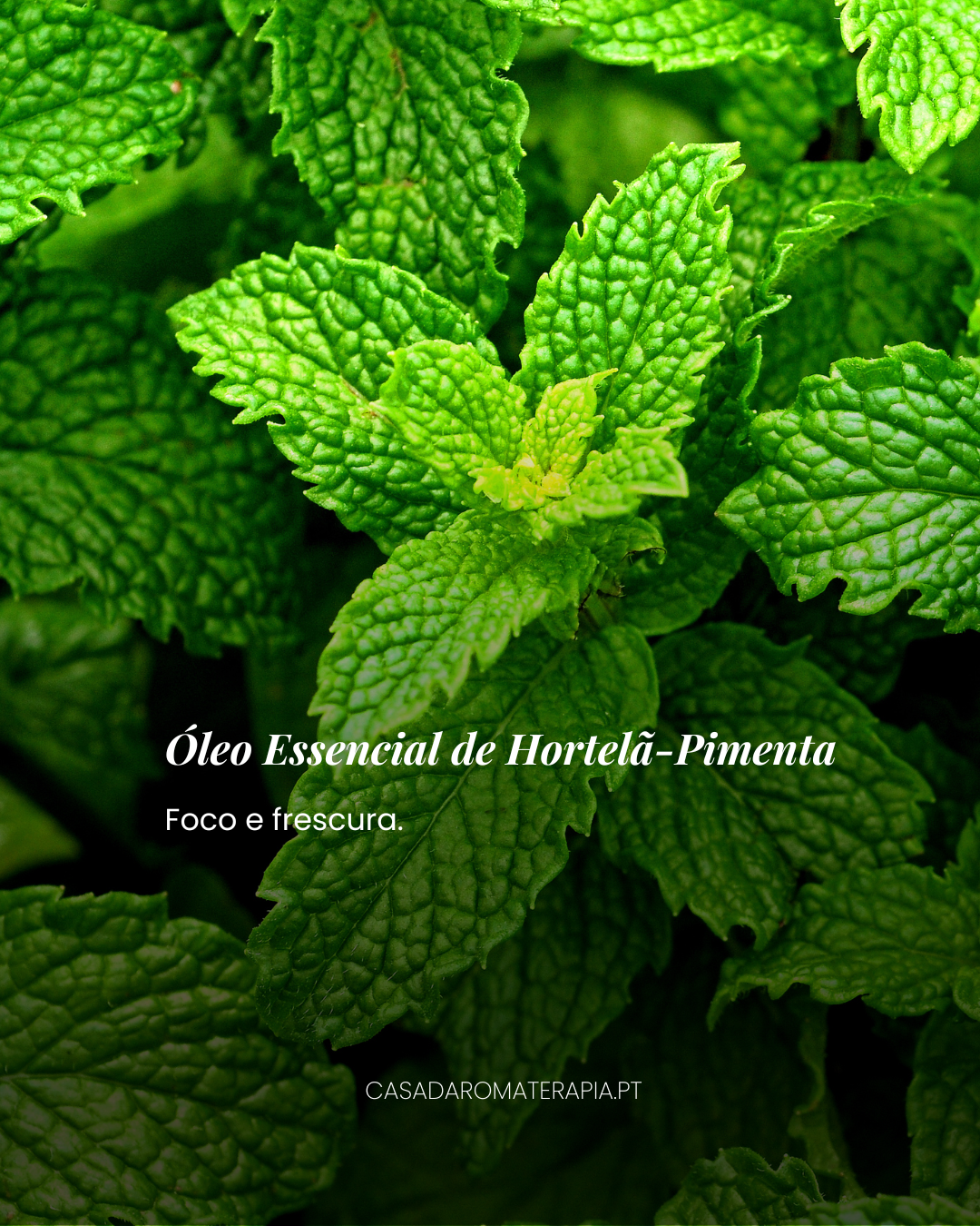 Top 3 Óleos Essenciais: Energia e Vitalidade