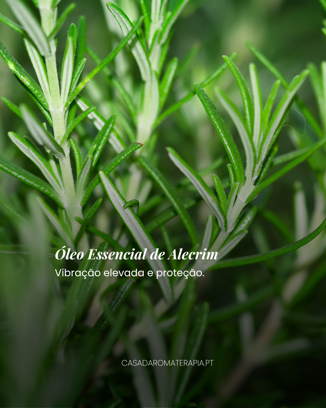 Top 3 Óleos Essenciais: Limpezas Energéticas