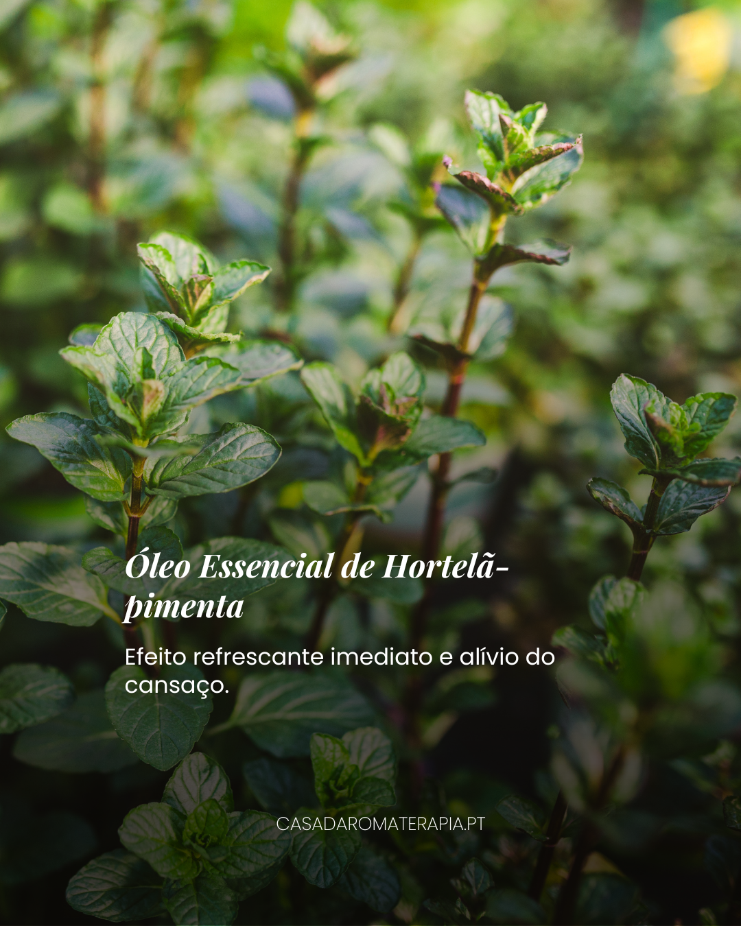 Top 3 Óleos Essenciais: Pernas Leves