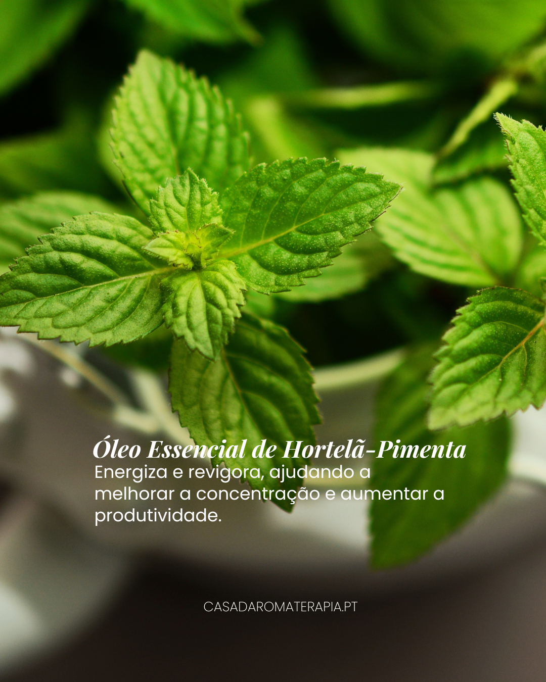 Top 3 Óleos Essenciais para Concentração