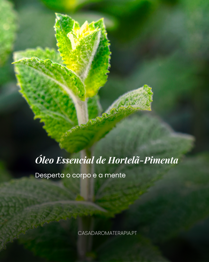 Top 3 Óleos Essenciais: Back to Work