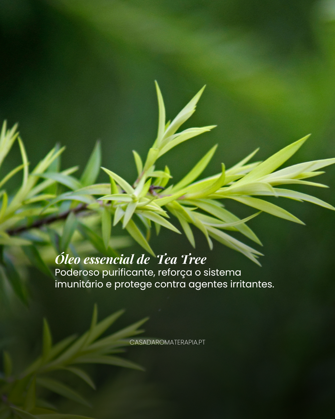 Top 3 Óleos Essenciais: Alergias