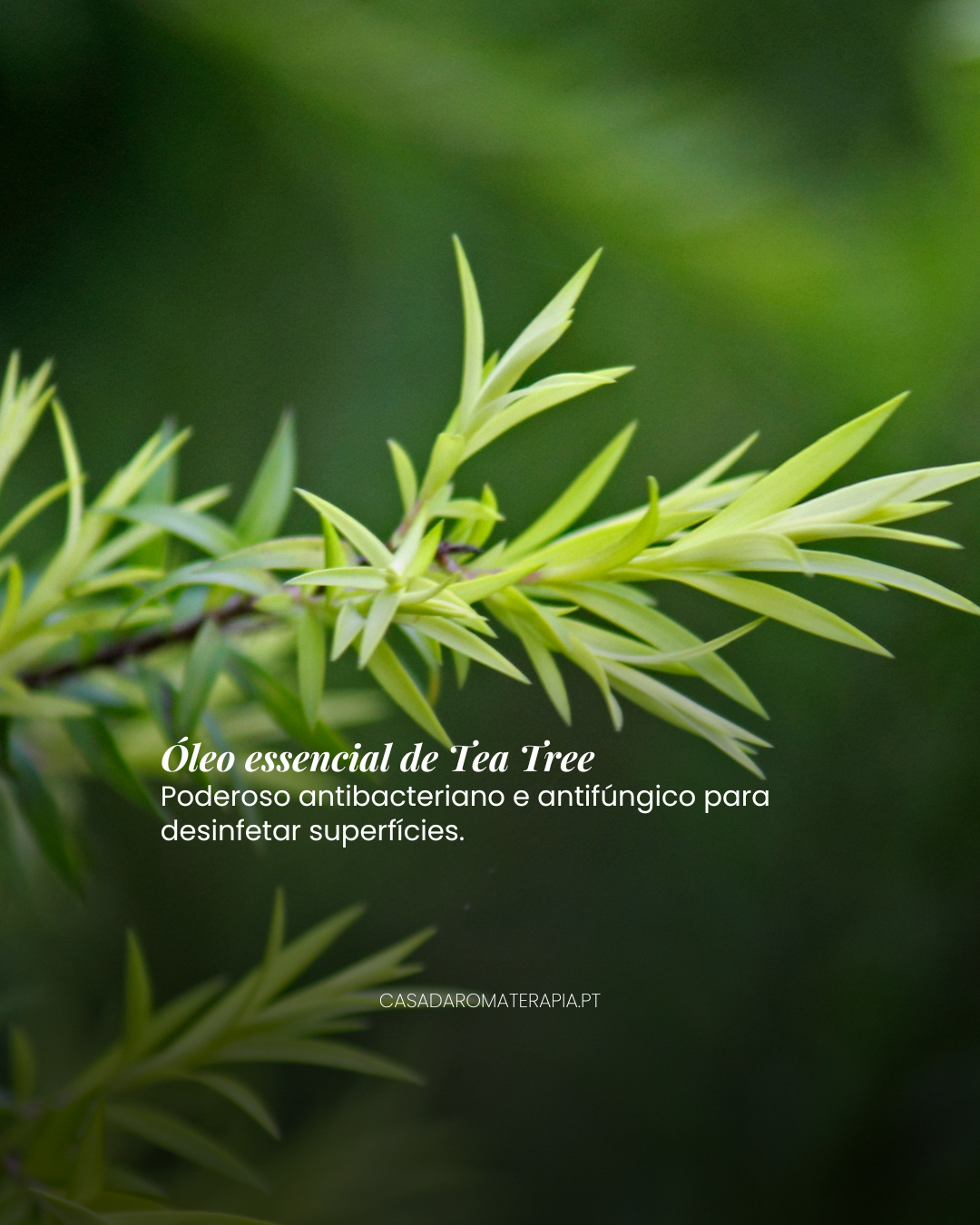 Top 3 Óleos Essenciais: Limpezas da Casa