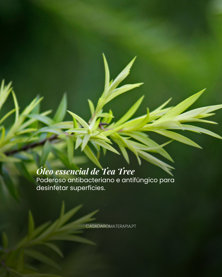 Top 3 Óleos Essenciais: Limpezas da Casa