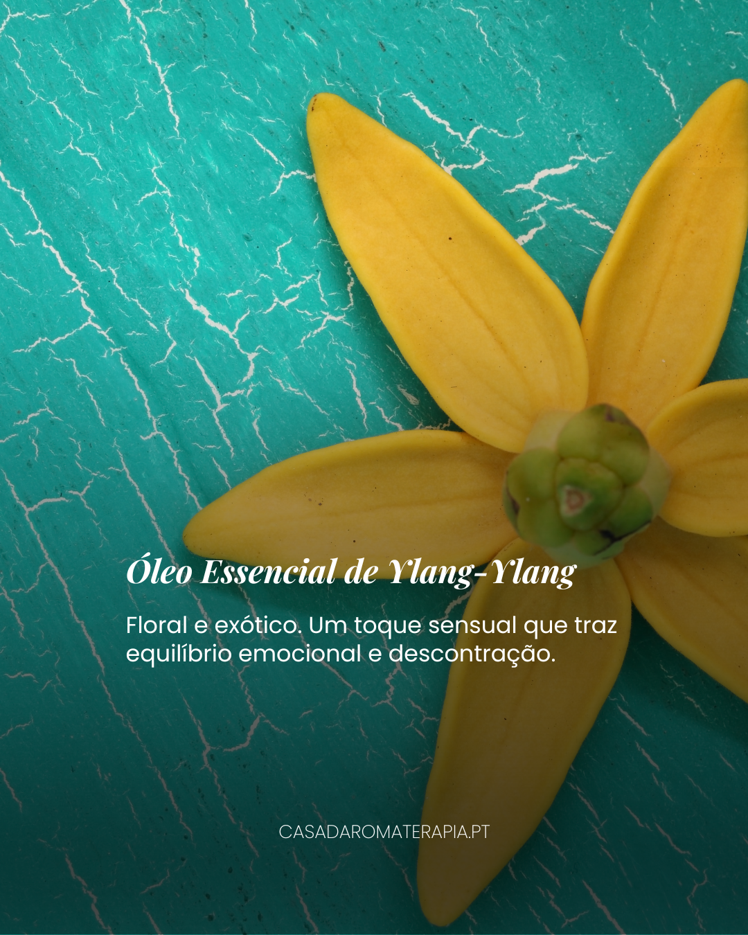 Top 3 Óleos Essenciais: Férias no Frasco