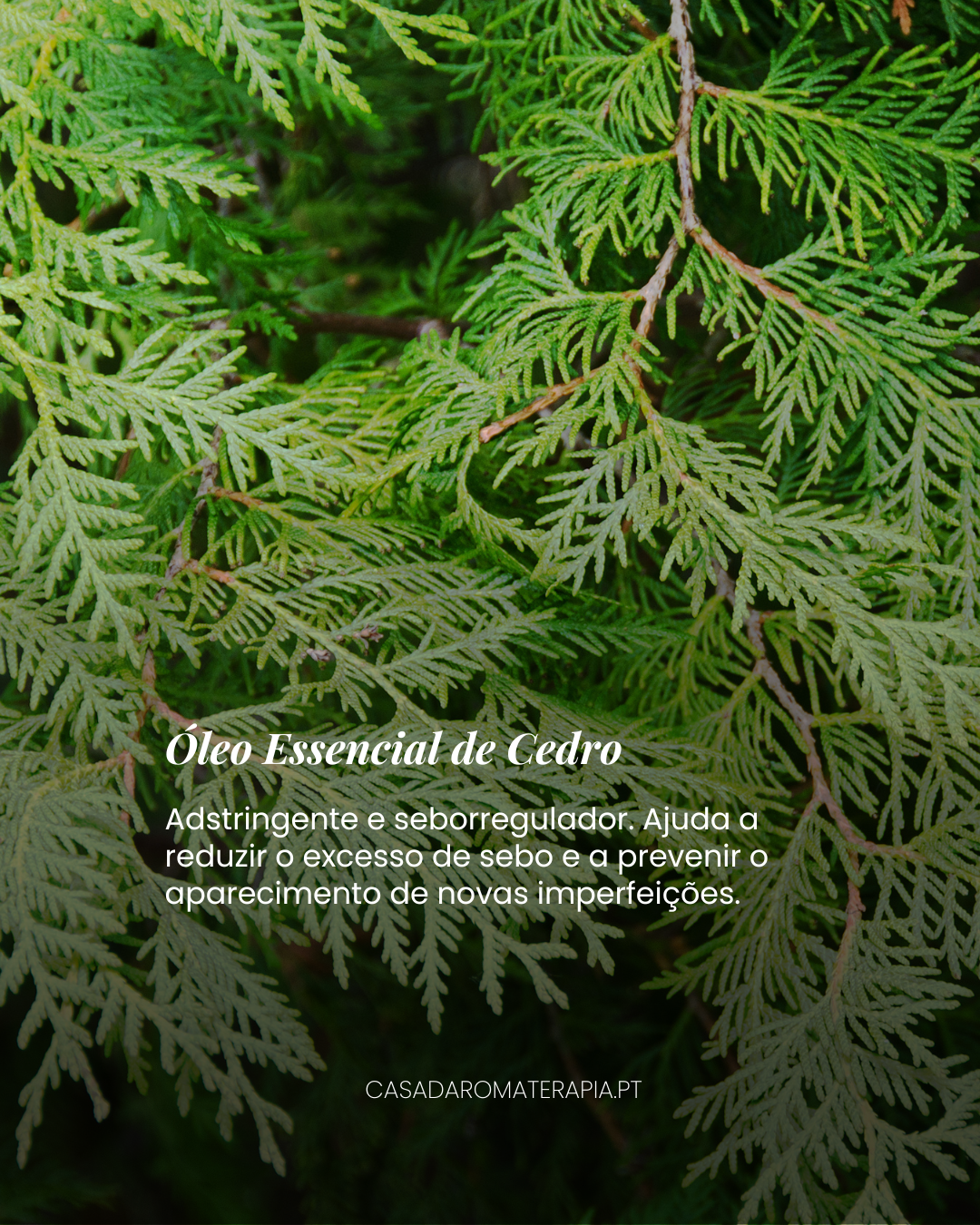 Top 3 Óleos Essenciais Pele Oleosa e Imperfeições