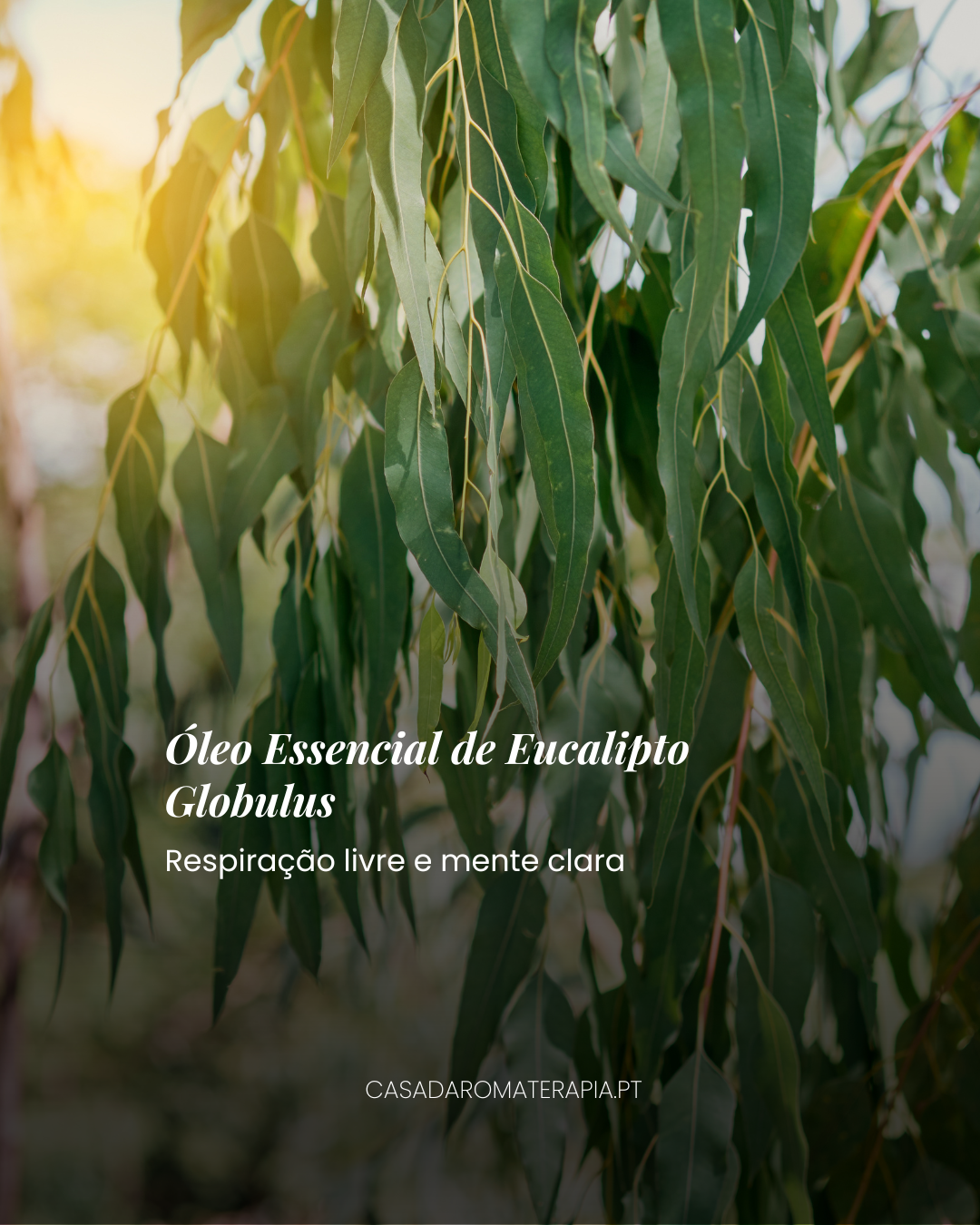 Top 3 Óleos Essenciais: Back to Work