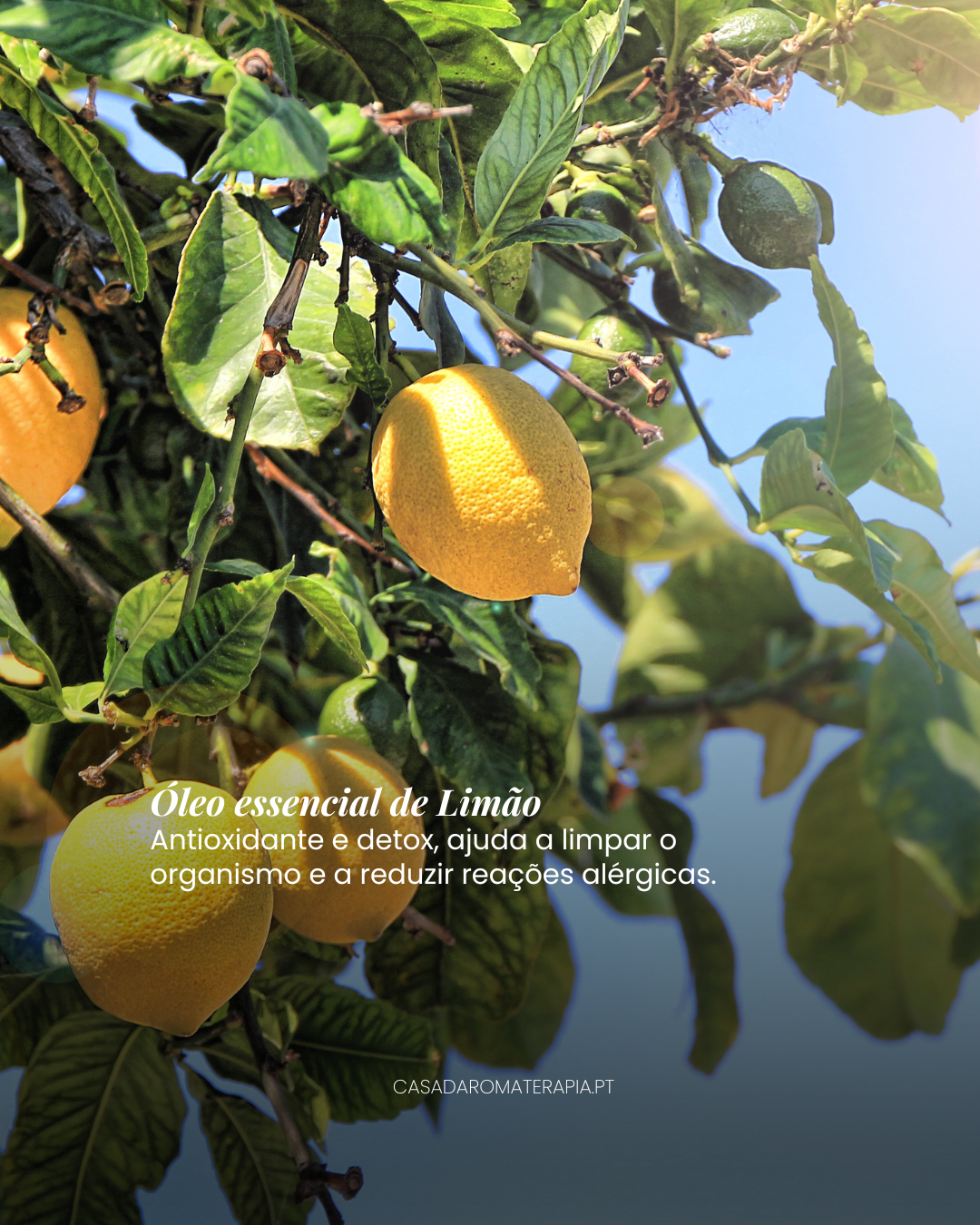 Top 3 Óleos Essenciais: Alergias