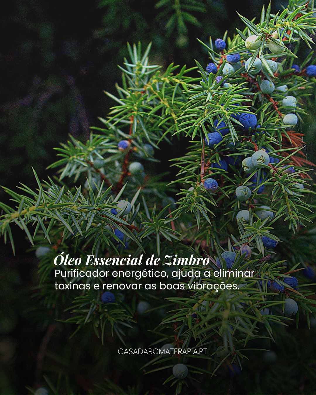 Top 3 Óleos Essenciais: Purificar ambientes