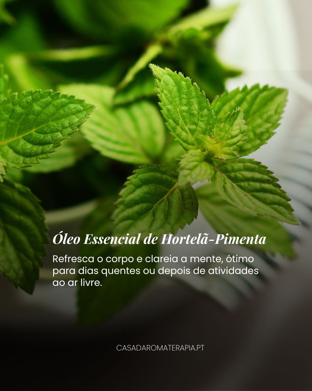 Top 3 Óleos Essenciais: Ar livre