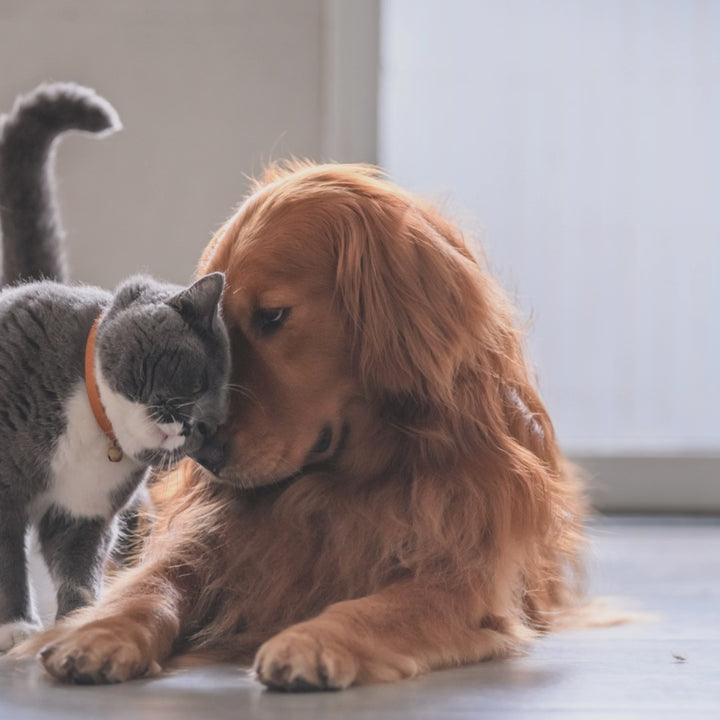 KIT Animais (11 produtos + bolsa)