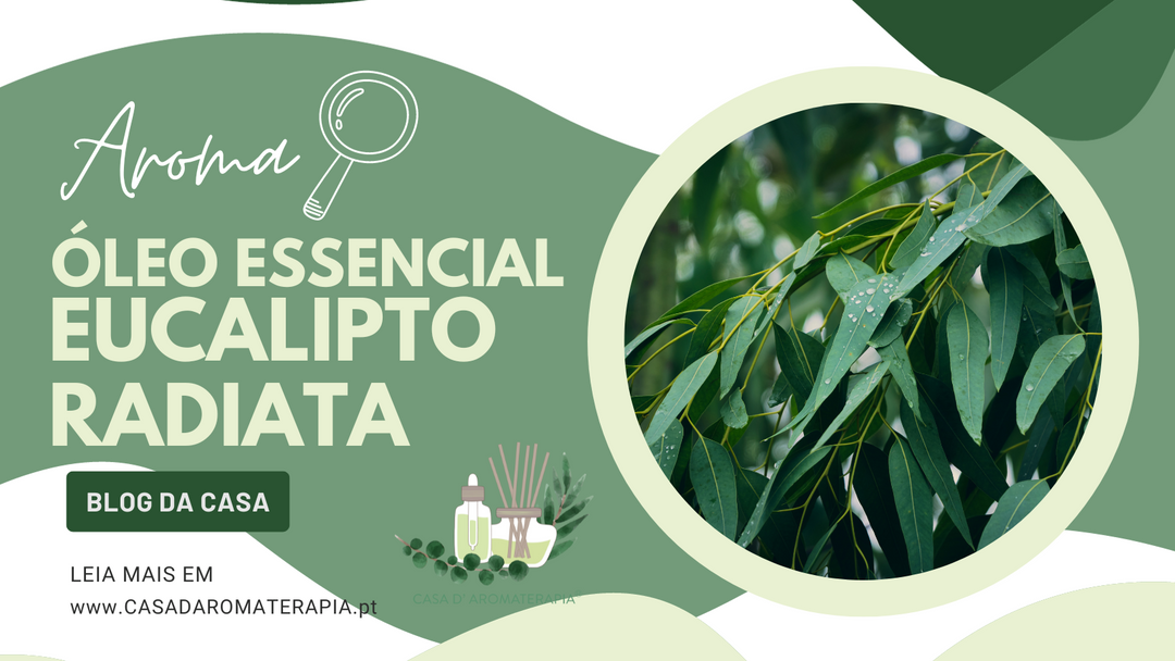 AromaLupa 🔎 Óleo Essencial de Eucalipto Radiata