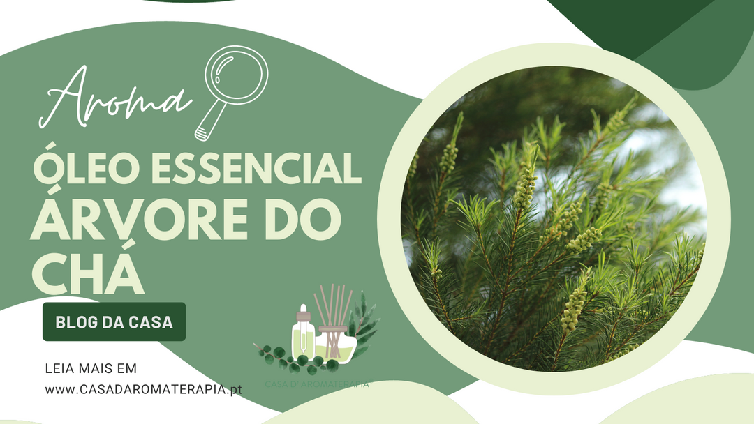 AromaLupa 🔎 Óleo Essencial de Árvore do Chá