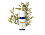 Óleo Essencial de Esteva 5ml bio | Cistus ladaniferus (Validade 05/26)