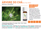Óleo Essencial de Árvore do Chá BIO 10ml bio | Melaleuca alternifolia (tea tree)
