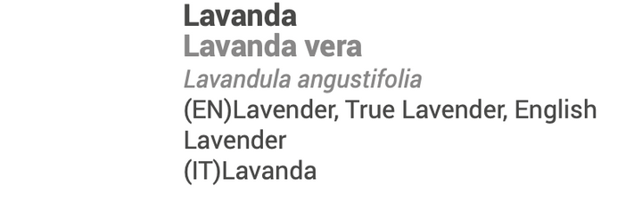 Óleo Essencial Lavanda 🌿 bio | Lavandula angustifolia