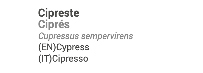 Essential Oil Cypress Provence 5ml 🌿 bio | Cupressus sempervirens