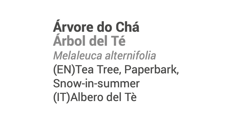 Óleo Essencial Árvore do Chá / Tea tree 🌿bio | Melaleuca alternifolia