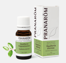 Óleo Essencial Gualtéria Gaultheria fragantissima 10ml bio