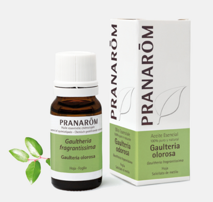 Óleo Essencial Gualtéria Gaultheria fragantissima 10ml bio