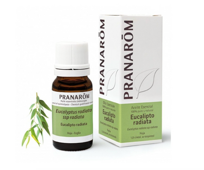 Óleo Essencial Eucalipto | Eucalyptus radiata | BIO | 10ml