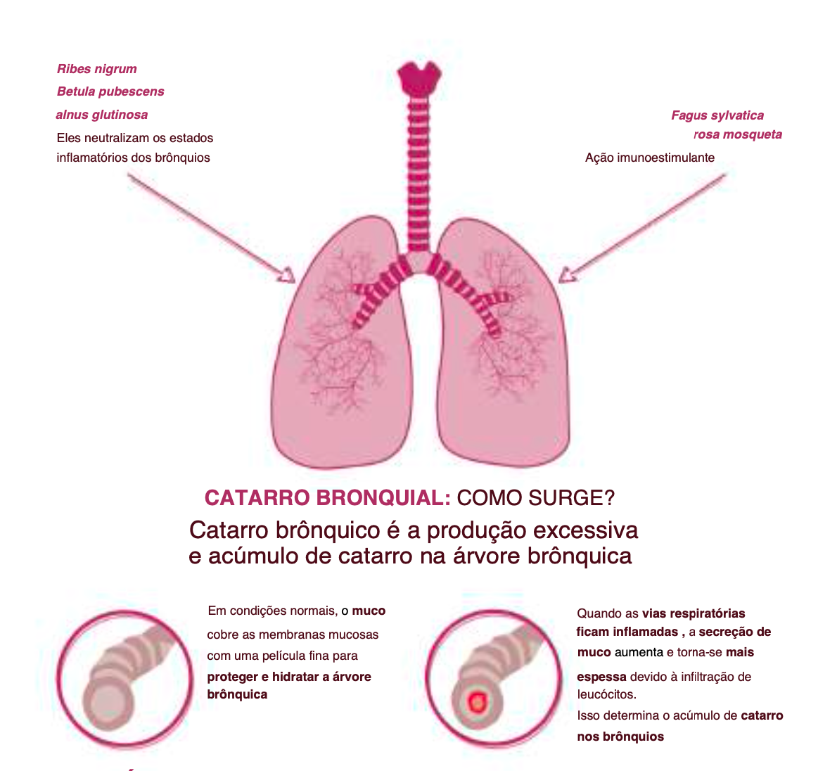 Suplemento Natural - Sistema Respiratório | BRONCOVIN 50ML ***
