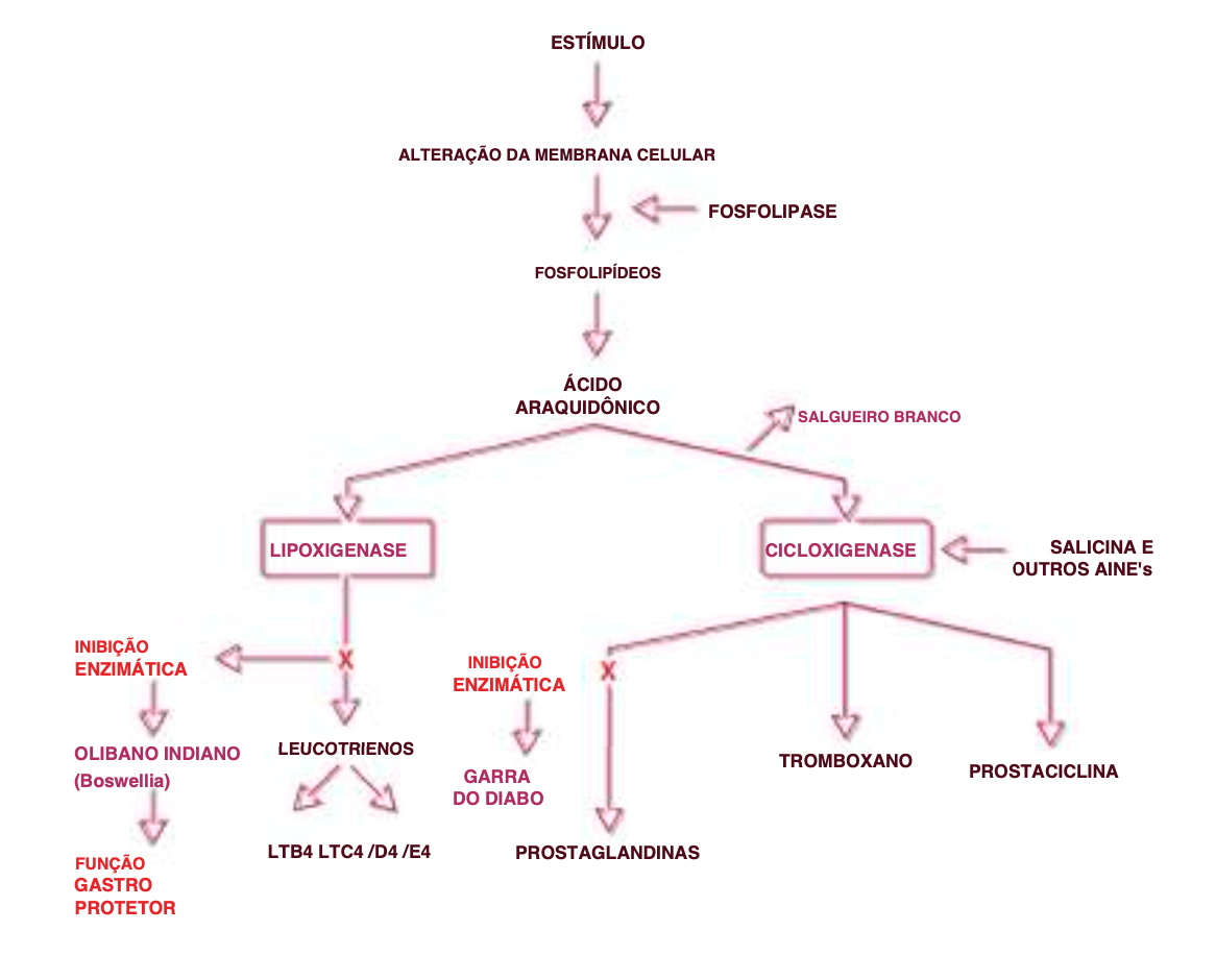Suplemento Natural - Inflamação Muscular | INFIAVIN 60CPR