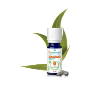 Óleo Essencial de Eucalipto Globulus 10ml bio | Eucalyptus globulus