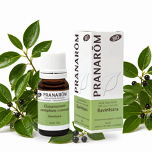 Óleo Essencial de Ravintsara | Cinnamomum camphora | qt. Cineol | BIO | 10ml | Pranarôm