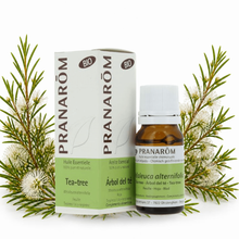 Óleo Essencial de Árvore do Chá (Tea tree) | Melaleuca alternifolia | BIO | 10ml | Pranarôm