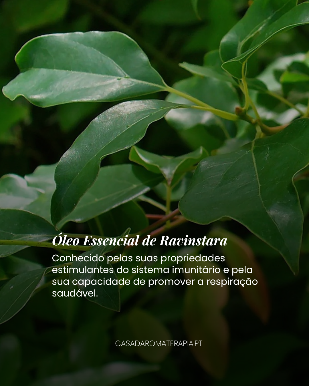 Top 3 Óleos Essenciais: Farmácia Natural (+receitas)