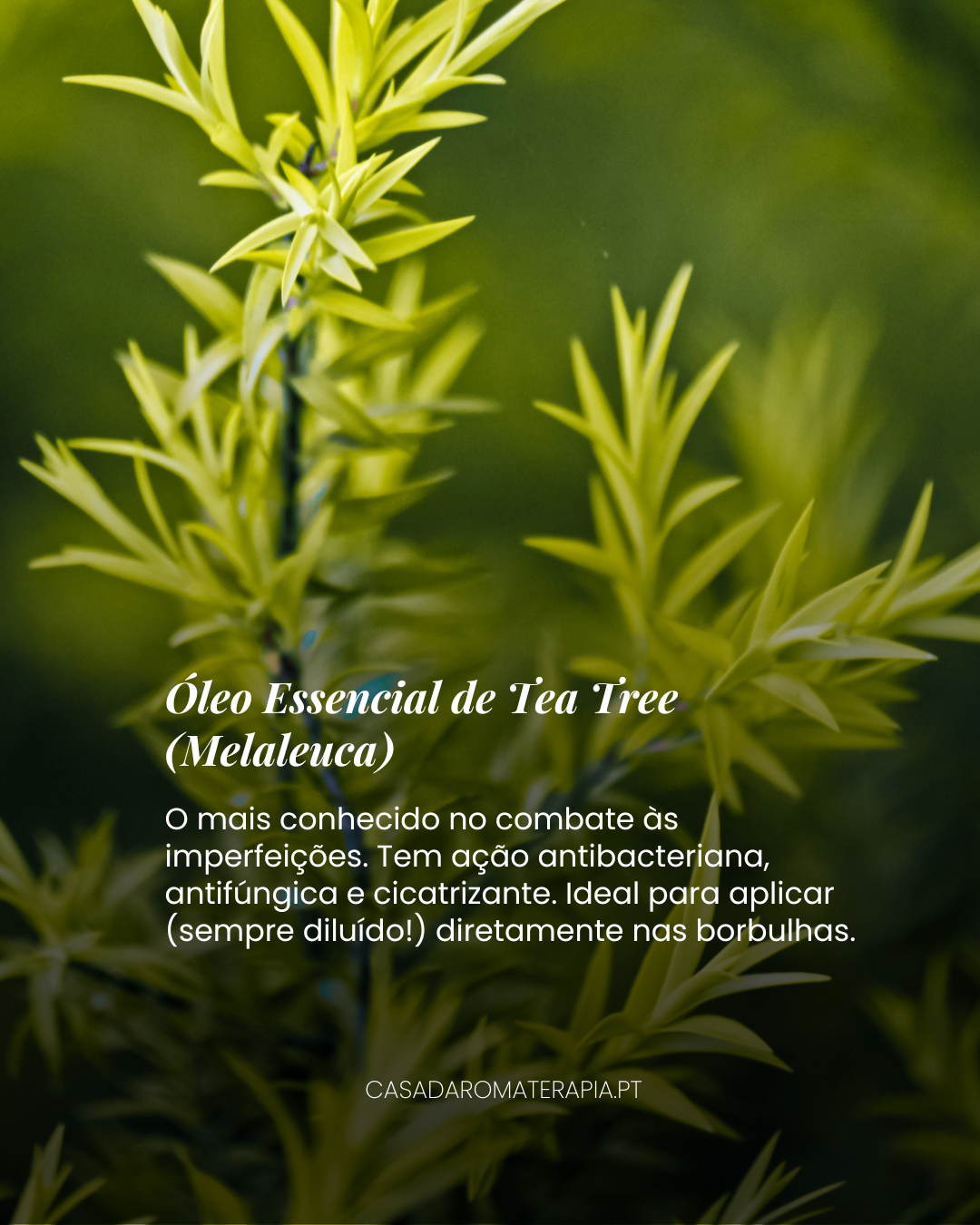 Top 3 Óleos Essenciais Pele Oleosa e Imperfeições