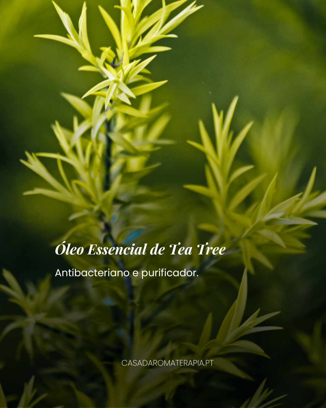 Top 3 Óleos Essenciais: Imunidade