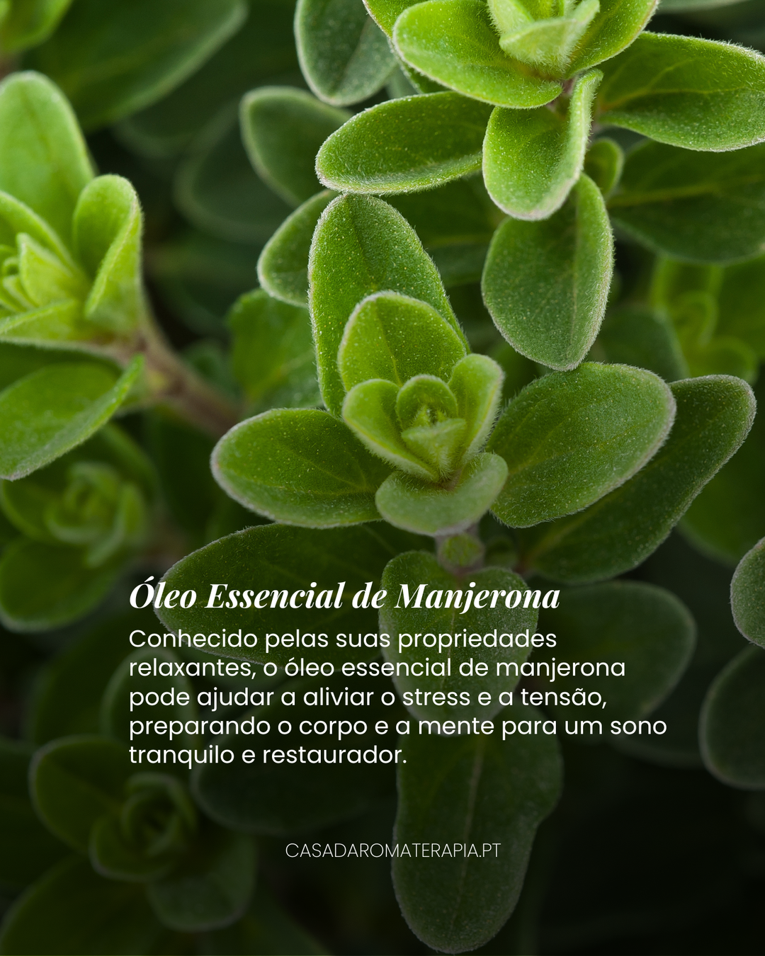 Top 3 Óleos Essencias: Sono profundo