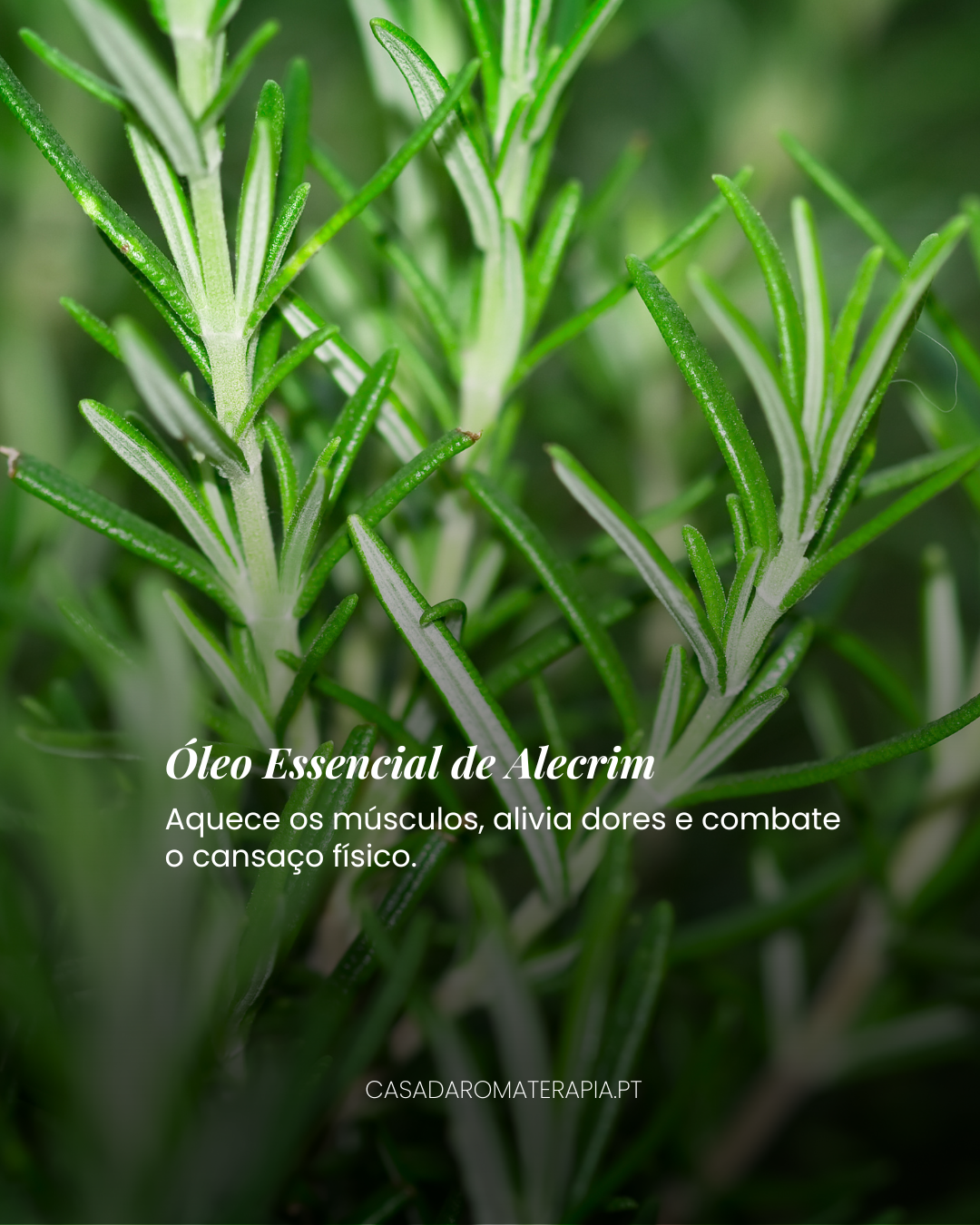 TOP 3 Óleos Essenciais: Recuperação Física