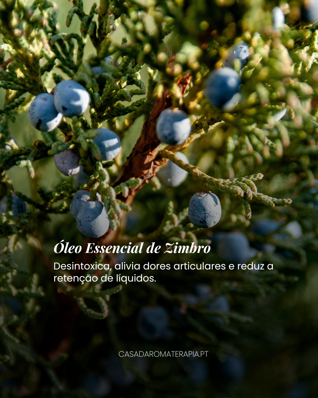 TOP 3 Óleos Essenciais: Recuperação Física