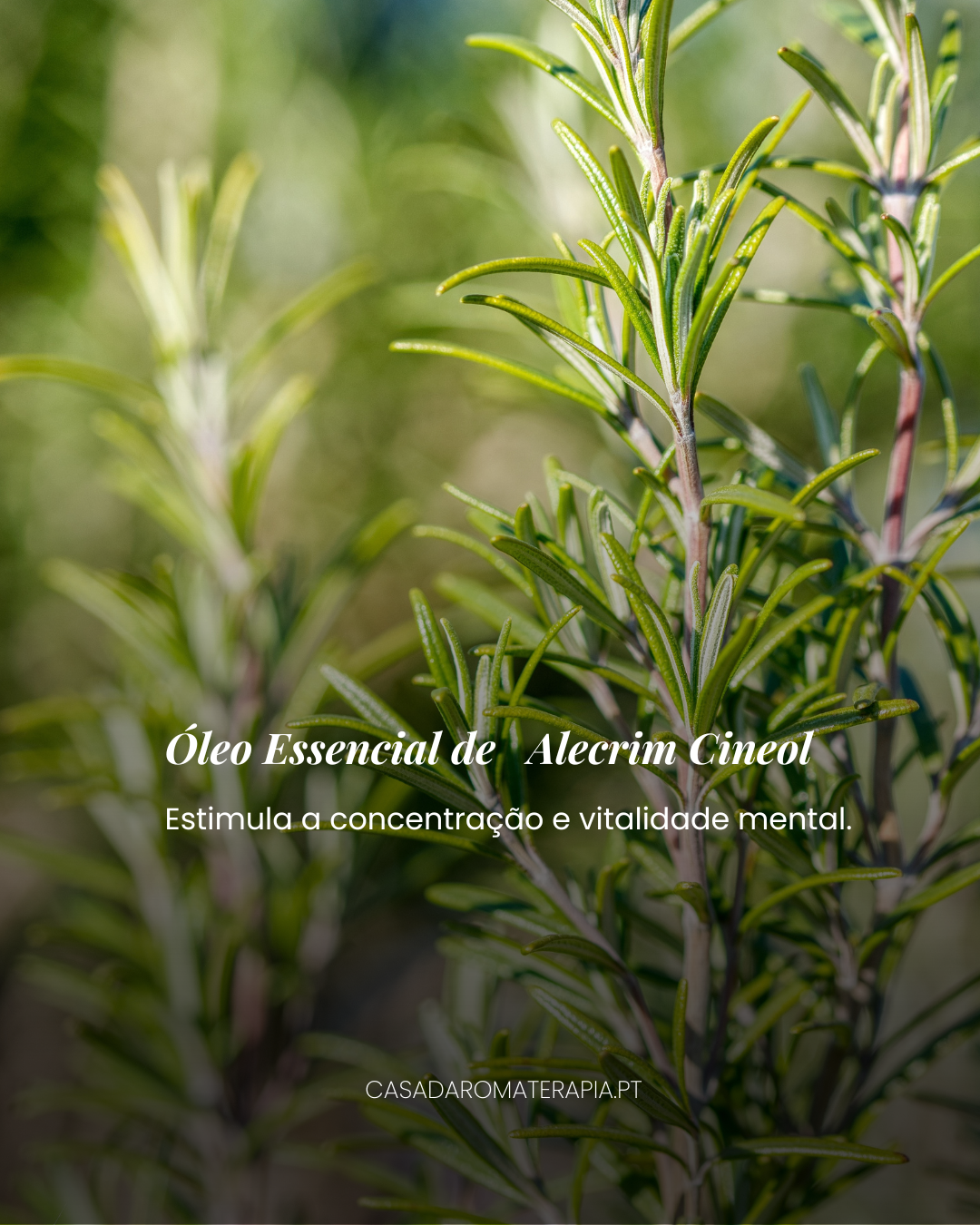 Top 3 Óleos Essenciais: Trio da Renovação