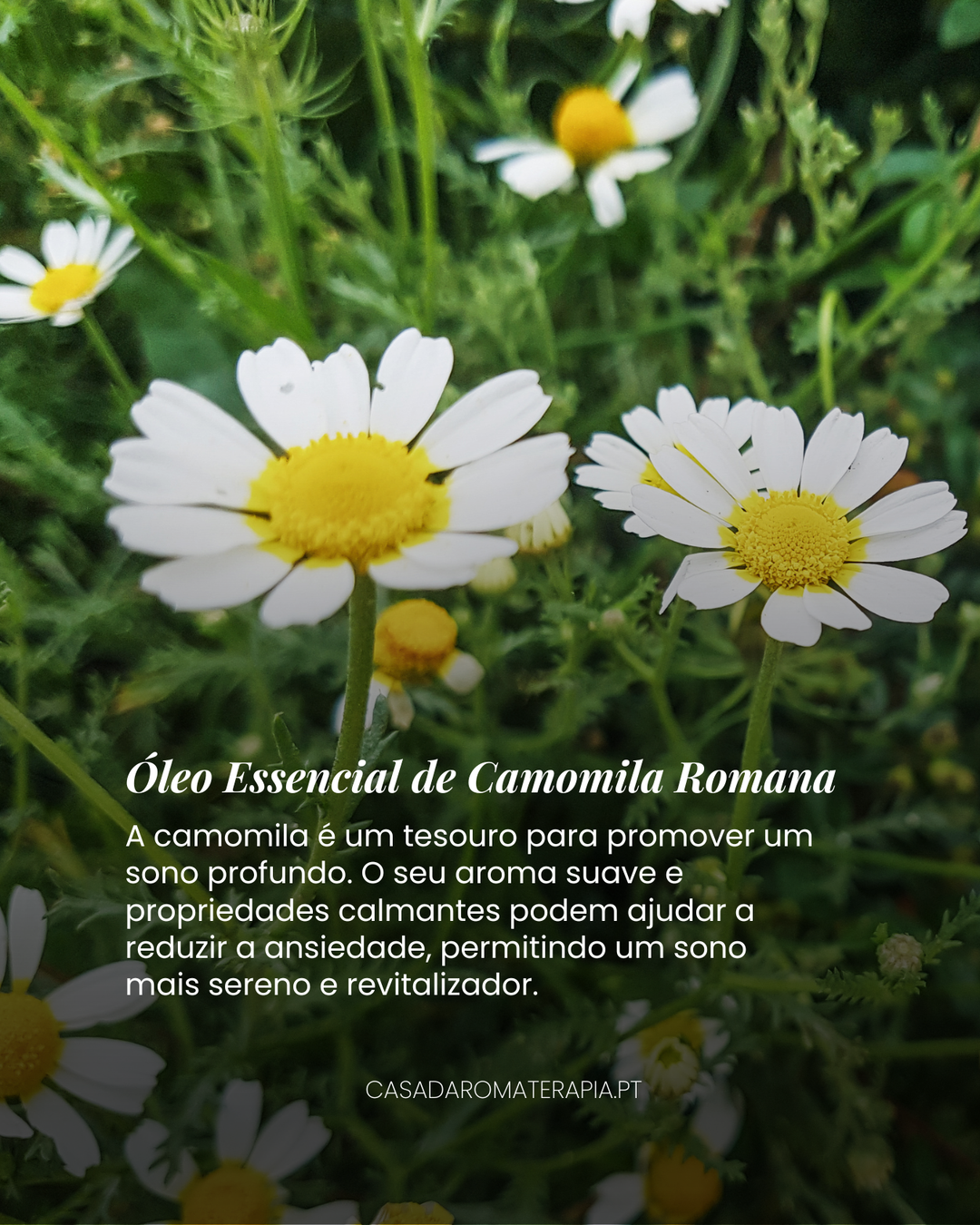 Top 3 Óleos Essencias: Sono profundo