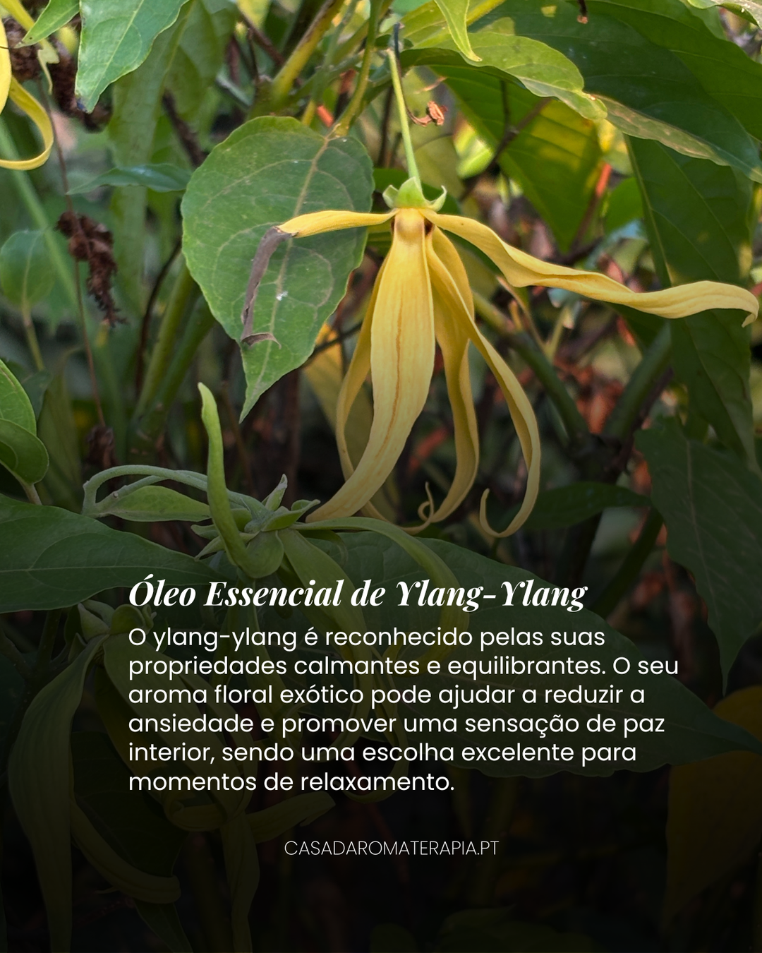 Top 3 Óleos Essenciais: Calma e Relaxamento