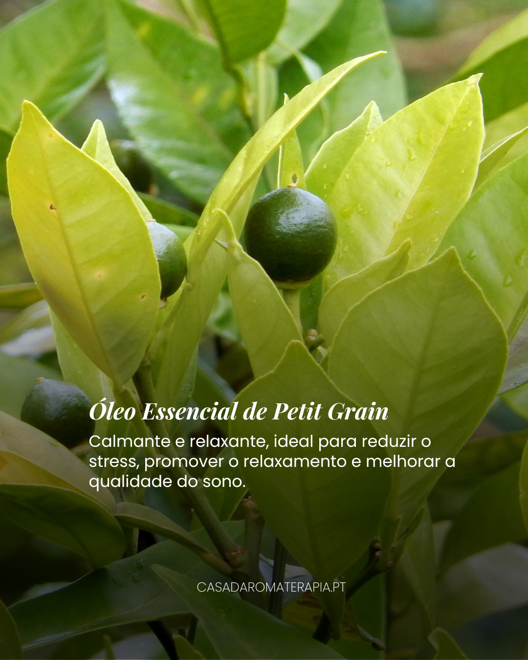 Top 3 Óleos Essenciais: Farmácia Natural (+receitas)