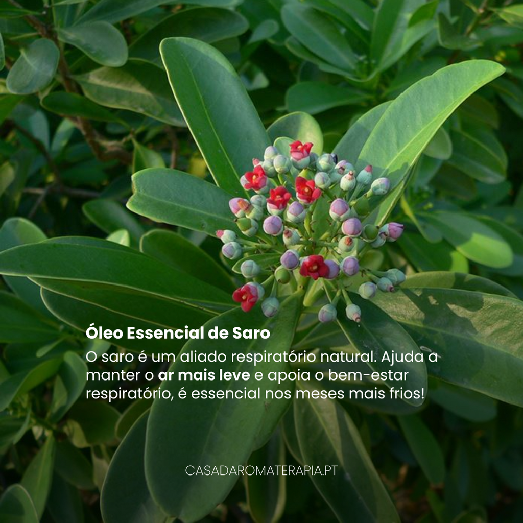 Top 3 Óleos Essenciais: Difusão infantil