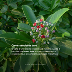 Top 3 Óleos Essenciais: Difusão infantil