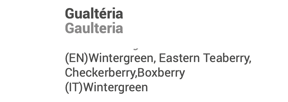Wintergreen Essential Oil 10ml 🌿 bio | Gaultheria fragrantissima