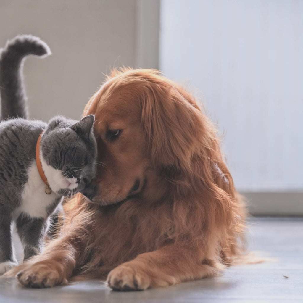 KIT Animais (11 produtos + bolsa).